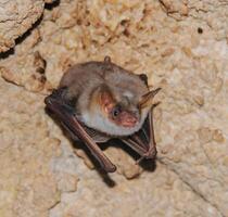 A bat rests upside down during the day in the catacombs of eastern Crimea photo