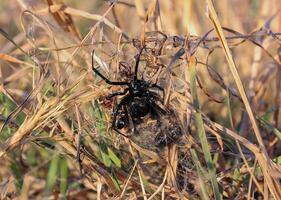 European black widow Latrodectus tredecimguttatus, a spider sits in the grass in its nest with killed insects photo
