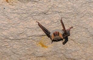 A bat rests upside down during the day in the catacombs of eastern Crimea photo