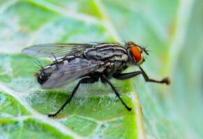 Sarcophaga carnaria, large gray meat fly on a green leaf photo