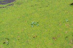 Tropical Pistia in a lake completely overgrown with duckweed and Wolffia in Odessa photo