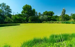 Aquatic plants floating on the surface of the water Pistia stratiotes among duckweed and Wolffia photo