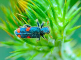 Trichodes quadriguttatus, mottled beetle on a thistle leaf photo