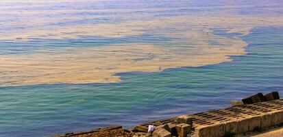 Nodularia spumigena, ecological disaster, a toxic blue-green algae bloom in the Black Sea photo
