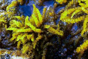 Chondrophycus sp., CERAMIALES, RHODOPHYTA, algae on the rocks in the splash zone on the island of Gozo, Malta photo