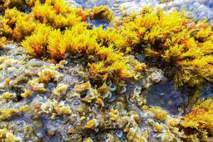 Chondrophycus sp., CERAMIALES, RHODOPHYTA, algae on the rocks in the splash zone on the island of Gozo, Malta photo