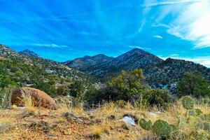 Coniferous forest and snow-capped mountains against a blue sky, frost-resistant cacti photo