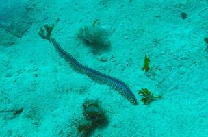 Bearded Fireworm Hermodice carunculata, dangerous poisonous marine worm crawls on the sand at the bottom of the sea, Malta photo