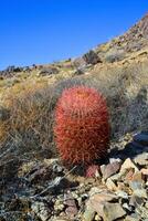 Desert mountain landscape with cacti. Desert barrel cactus Ferocactus cylindraceus, Joshua Tree National Park, south California photo