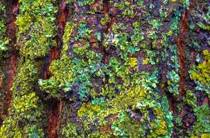 Lichens overgrown tree trunk, symbiosis of fungus and algae, indicator species photo