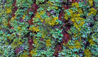 Lichens overgrown tree trunk, symbiosis of fungus and algae, indicator species photo