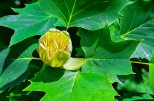 Liriodendron tulipifera - Yellow flowers on a background of green leaves photo