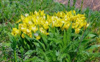 Yellow flowers, Endangered steppe plant pygmy iris or dwarf iris Iris pumila, Red Book of Ukraine photo