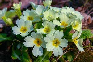 Primula vulgaris - herbaceous primrose plant blooming in spring photo