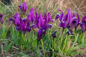 Endangered steppe plant pygmy iris or dwarf iris Iris pumila, Red Book of Ukraine photo