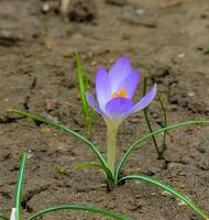 Bright purple flowers of a rare plant crocus in spring in the garden photo
