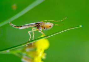 Nemesis mosquito of the family Chironomidae sits on a blade of grass photo