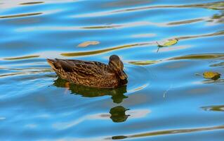 The female mallard or wild duck Anas platyrhynchos swims in green water photo