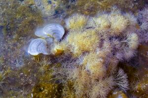 Corallina elongata, red calcareous algae on rocks in the splash zone on the island of Gozo, Malta photo