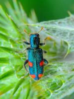 Trichodes quadriguttatus, mottled beetle on a thistle leaf photo