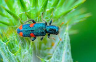Trichodes quadriguttatus, mottled beetle on a thistle leaf photo
