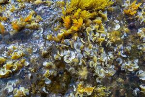 Padina pavonica, A complex of green, brown and red algae on coastal rocks on the island of Gozo, Malta photo