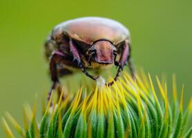 Protaetia cuprea, large green beetle on a prickly flower photo