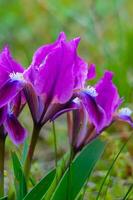 Endangered steppe plant pygmy iris or dwarf iris Iris pumila, Red Book of Ukraine photo