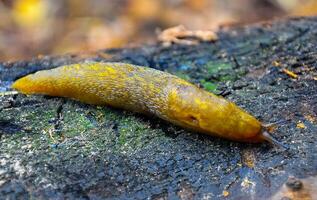 A yellow slippery Slug crawls along the ground. Agricultural pest photo