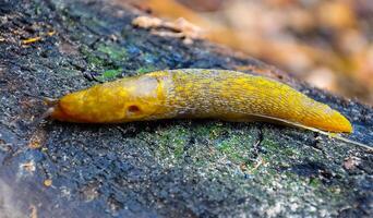 A yellow slippery Slug crawls along the ground. Agricultural pest photo