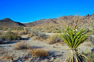 Landscape of stone desert in California, Joshua Tree - a giant yucca in Joshua Tree National Park photo