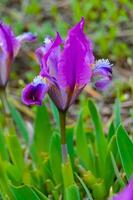 Endangered steppe plant pygmy iris or dwarf iris Iris pumila, Red Book of Ukraine photo