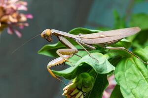 Hierodula transcaucasica - invasive species of mantis in Ukraine on a green leaf photo