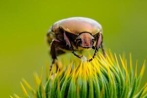 Protaetia cuprea, large green beetle on a prickly flower photo