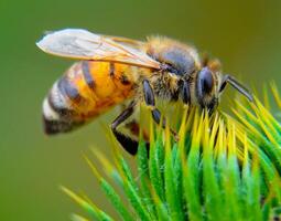 Honeybee collecting nectar on a thistle flower photo