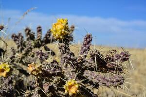 Cylindropuntia versicolor Prickly cylindropuntia with yellow fruits with seeds. Arizona cacti, USA photo