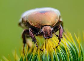 Protaetia cuprea, large green beetle on a prickly flower photo