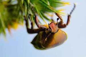 Protaetia cuprea, large green beetle on a prickly flower photo