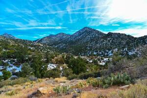 Coniferous forest and snow-capped mountains against a blue sky, frost-resistant cacti photo