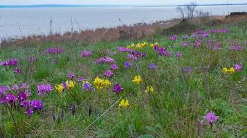 Endangered steppe plant pygmy iris or dwarf iris Iris pumila, Red Book of Ukraine photo