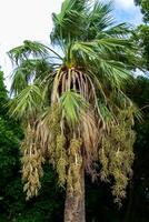 Large palm tree with hanging fruits on the island of Malta photo