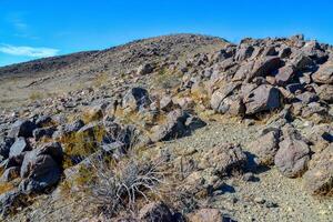 Stone desert and various desert plants in an arid area in Joshua Tree National Park photo
