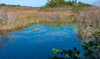Aquatic and swamp vegetation on the shore and in the water of a freshwater lake in Okefenoke National Park, Florida photo