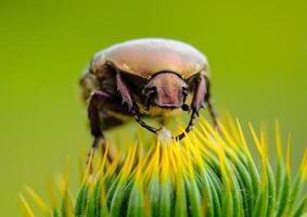 Protaetia cuprea, large green beetle on a prickly flower photo