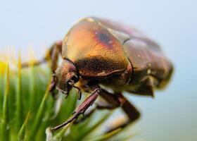 Protaetia cuprea, large green beetle on a prickly flower photo