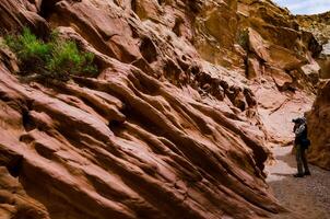 Bush of a drought tolerant plant on red rocks in a Little Wild Horse Canyon. San Rafael Swell, Utah US photo
