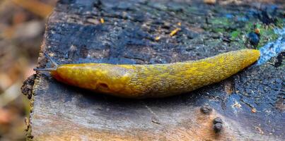 A yellow slippery Slug crawls along the ground. Agricultural pest photo
