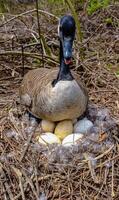 Canada goose Male and female goose on a nest with eggs on an island among trees photo