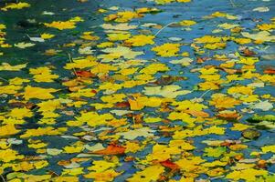 Yellow leaves on the surface of the water in the lake, Uman photo
