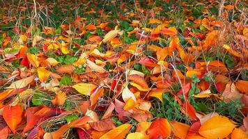 Beautiful red-yellow cherry and sakura leaves fallen to the ground in autumn photo